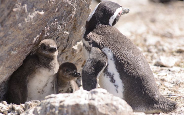 penguin life cycle