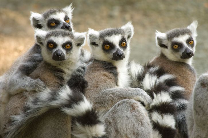 endemic species madagascar