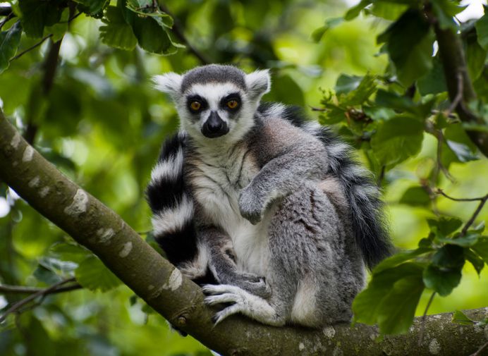 ring tailed lemur