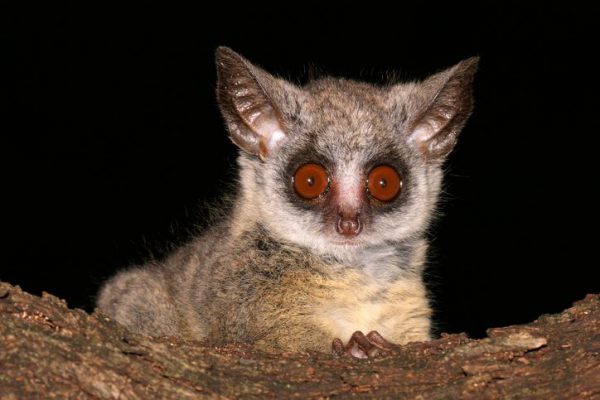 gambia wildlife 