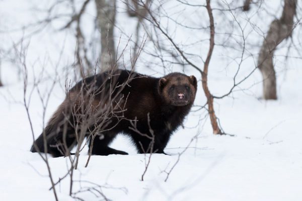 norway wildlife 