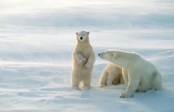 quebec animals