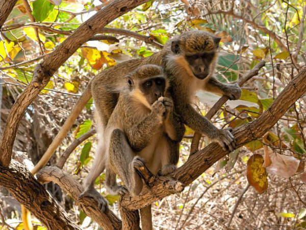 gambia wildlife