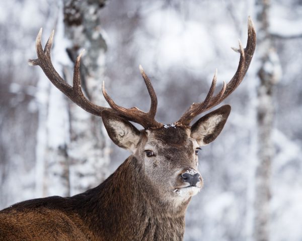 norway wildlife 