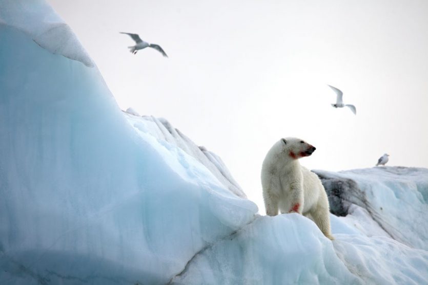 norway wildlife