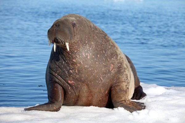 norway wildlife