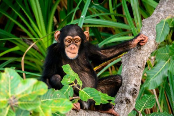 gambia wildlife