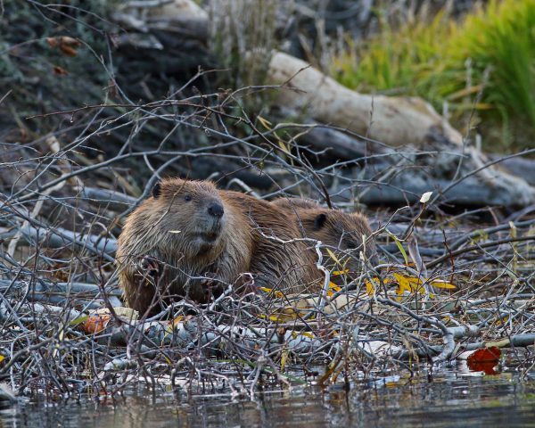 quebec animals