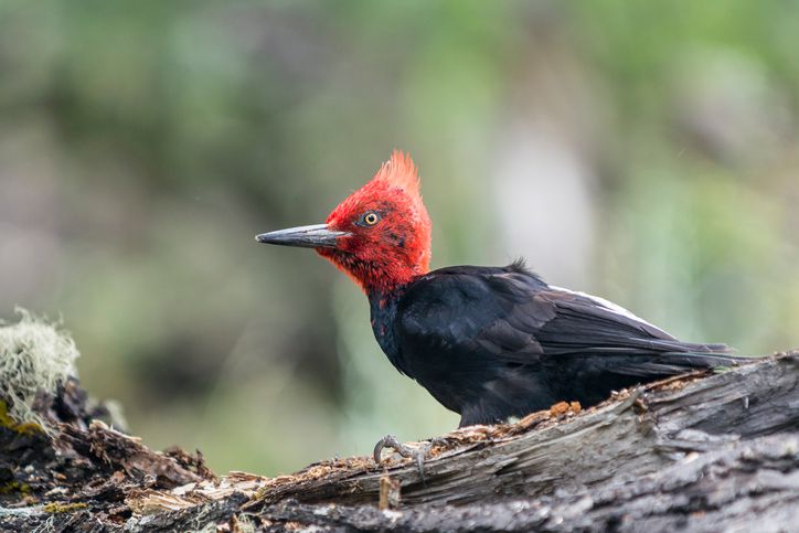 patagonia wildlife