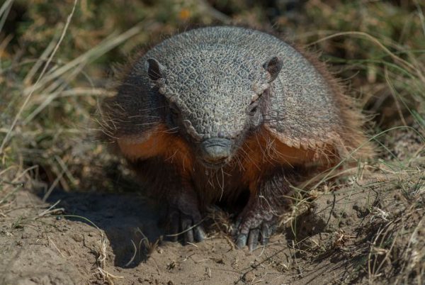 patagonia wildlife