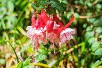 Native Patagonia Flowers and Where to Find Them