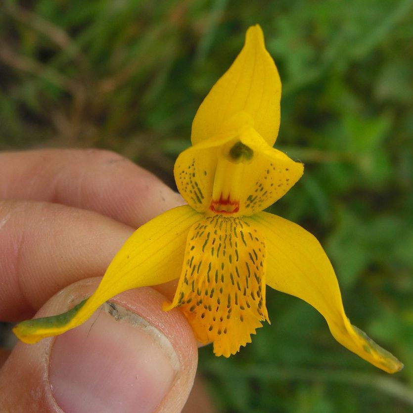 Chloraea magellanica