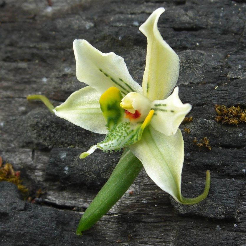 Chloraea magellanica