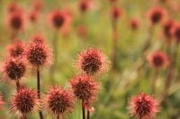 Acaena Magellanica and Other Sub-Antarctic Species