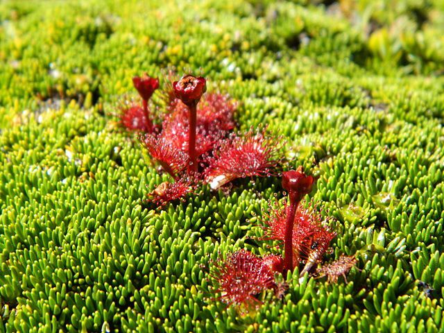 drosera uniflora