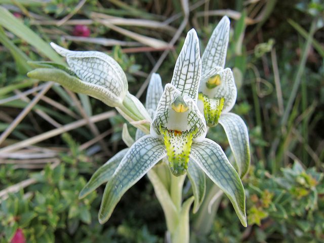 Chloraea magellanica