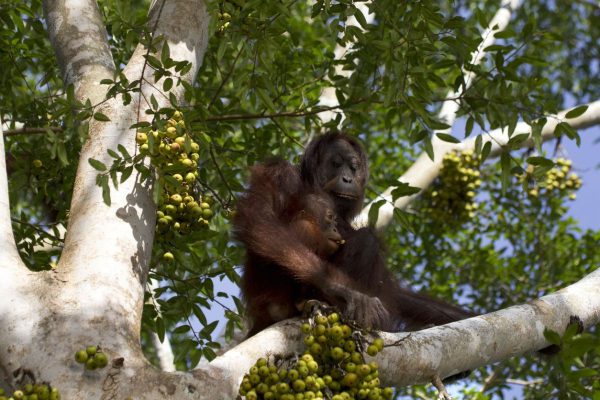 orangutan holidays