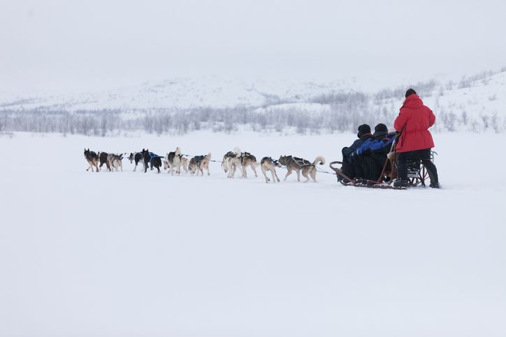 husky safari