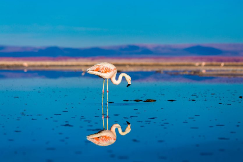 los flamencos national reserve