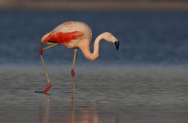 patagonia birds