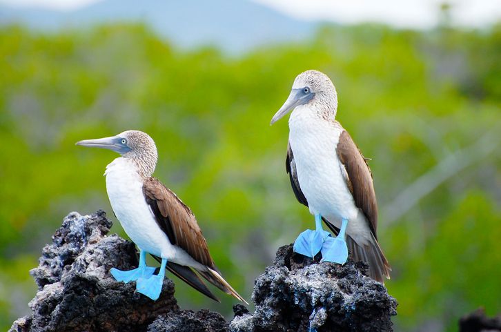 birding south america