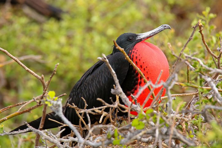 birding south america