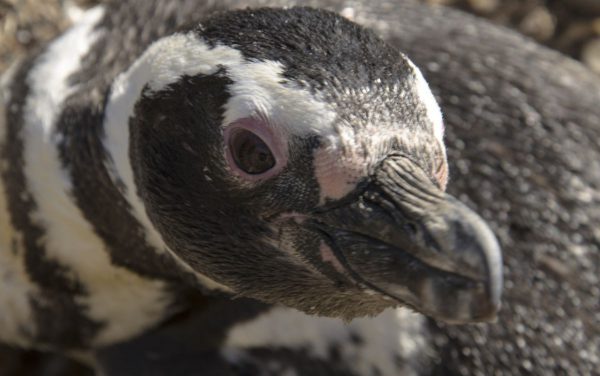 punta arenas penguin