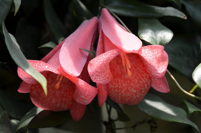 lapageria rosea