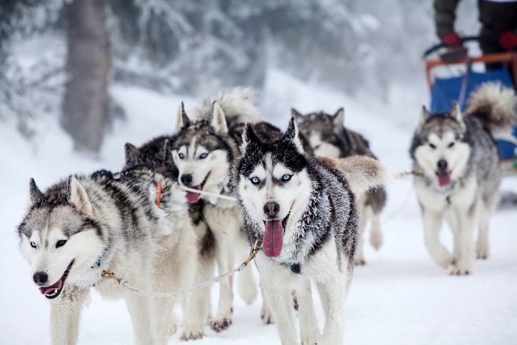 husky safari