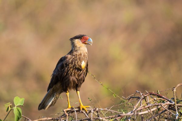 patagonia birds