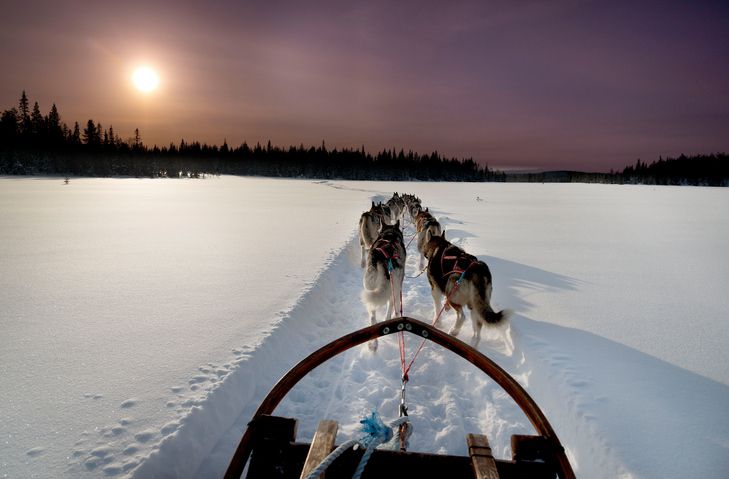 husky safari