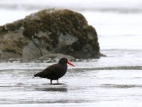 Where to Go Birding in Patagonia and Species to Look Out For