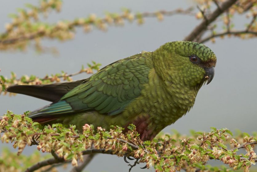 patagonia birds