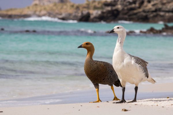 patagonia birds