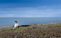 Birdwatching in Cape Horn: all you need to know