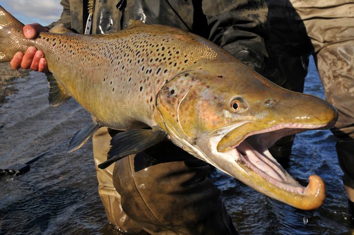 argentina fishing