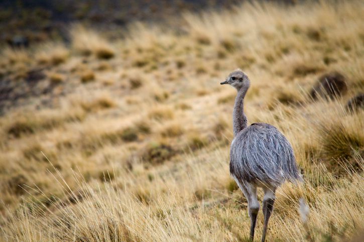 patagonian steppe