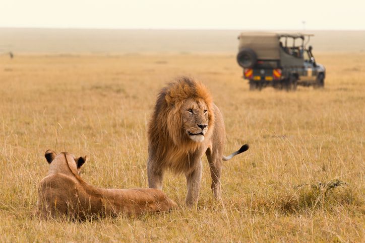 safari masai mara