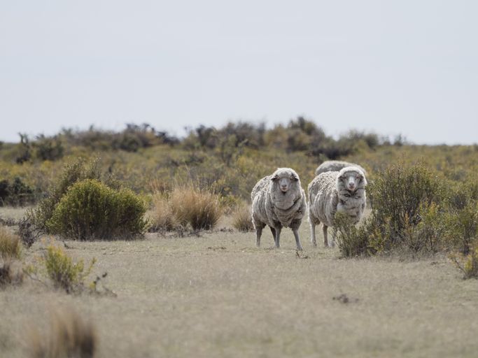 patagonian steppe