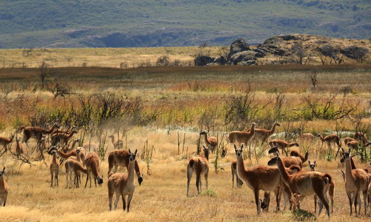 what do guanacos eat