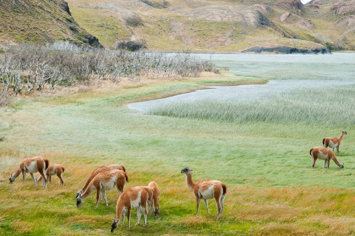 what do guanacos eat