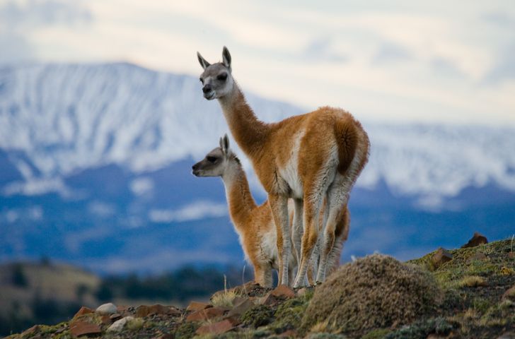 what do guanacos eat