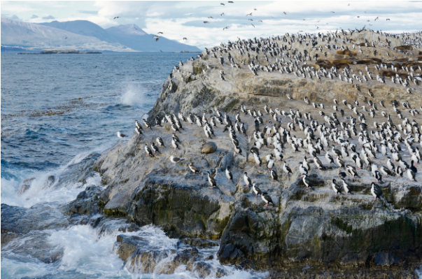 around cape horn