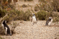 5 things to do in Río Gallegos, Argentina