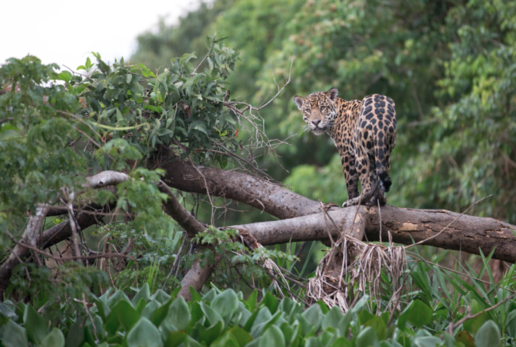 amazon rainforest biodiversity conservation