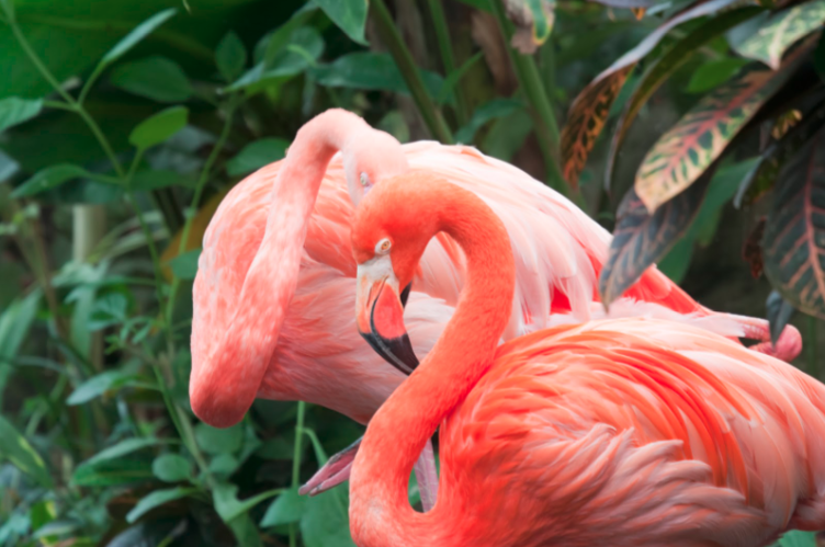 galapagos islands flamingos