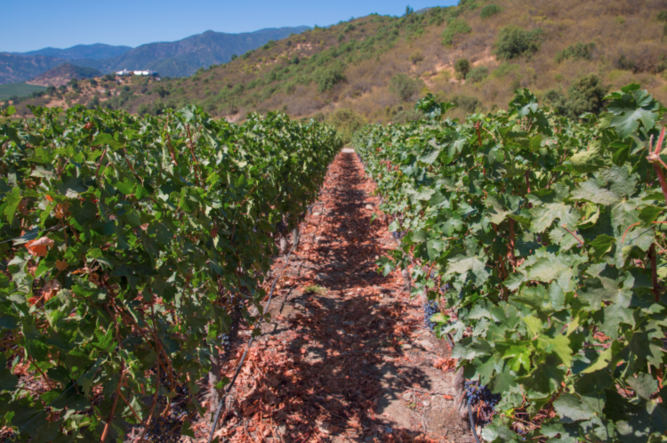 biking colchagua valley