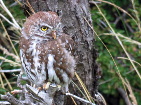 exotic bird watching tips