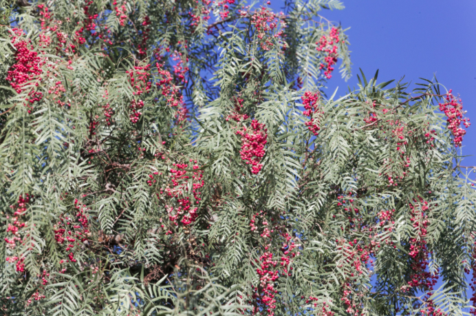 patagonian desert plants