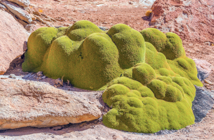 patagonian desert plants